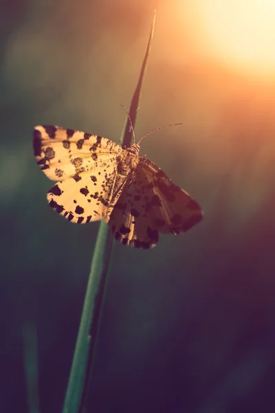 Borboleta na planta de perto — Fotografia de Stock