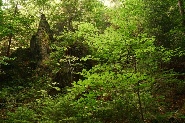 Green forest in mountains — Stock Photo, Image