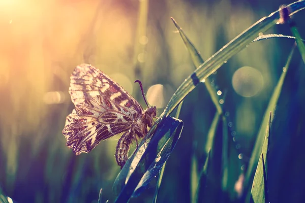 植物の蝶をクローズ アップ — ストック写真