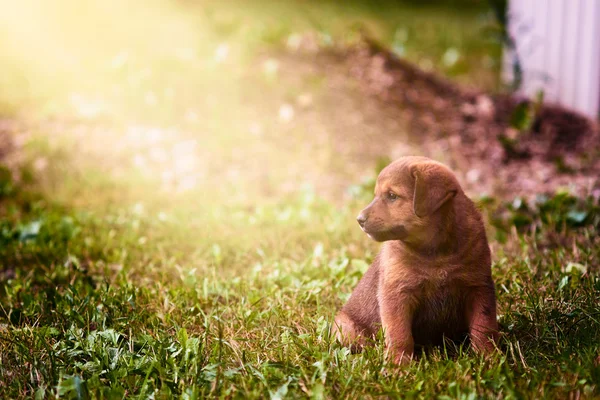 Маленький милый щенок — стоковое фото