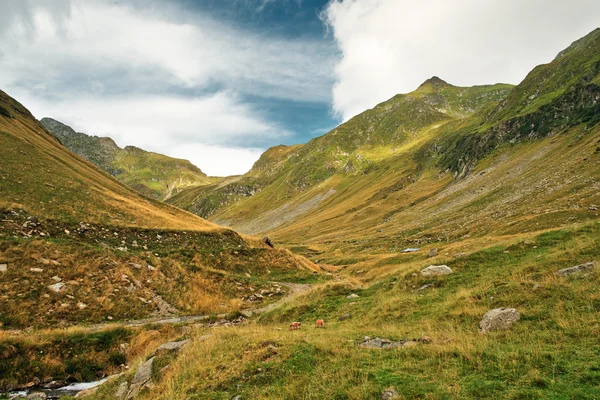 Paesaggio con torrente di montagna — Foto Stock