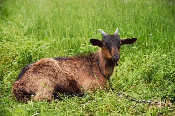 Goat is resting on meadow — Stock Photo, Image
