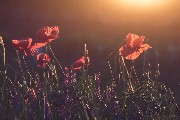 Flores de papoula vermelha — Fotografia de Stock