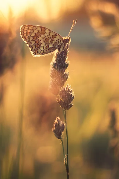 Kelebek bitki üzerinde kapat — Stok fotoğraf