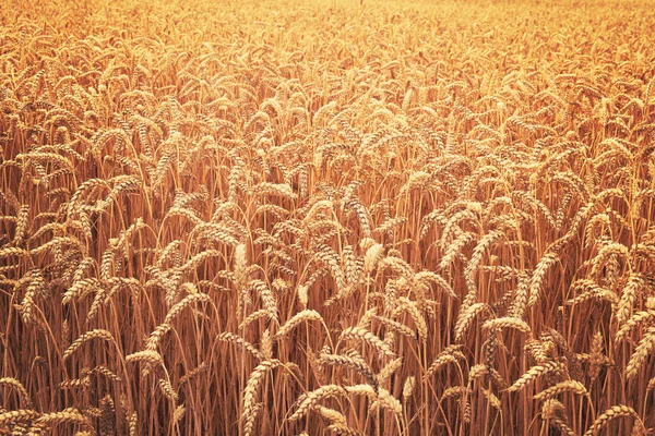 Mogen vete fält — Stockfoto