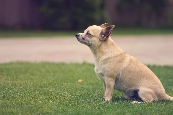 Roztomilý pes Chihuahua — Stock fotografie