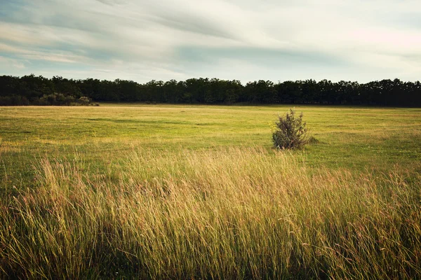 Beautiful springtime meadow — Stock Photo, Image