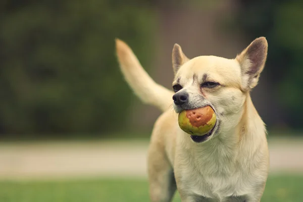Lindo perro Chihuahua — Foto de Stock