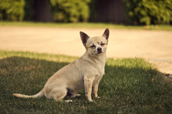 Szczęśliwy leczyć Chihuahua — Zdjęcie stockowe