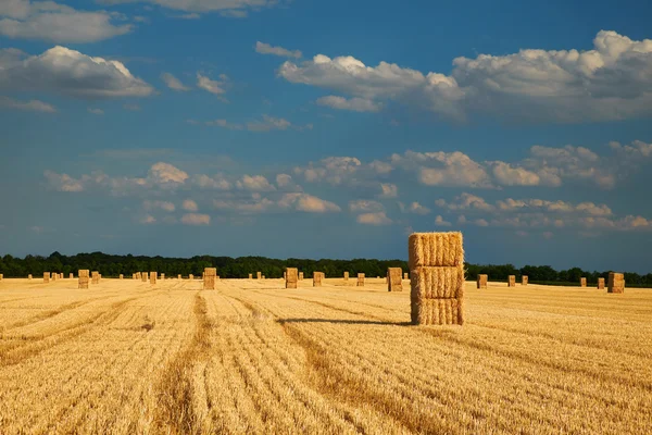 Yellow haystacks in the field — Stock Photo, Image