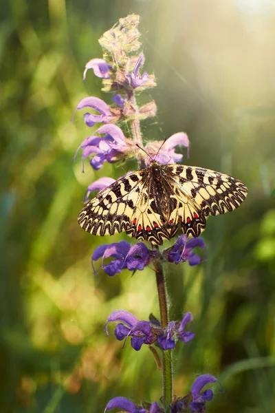 Butterfly on flower close up — Stock Photo, Image