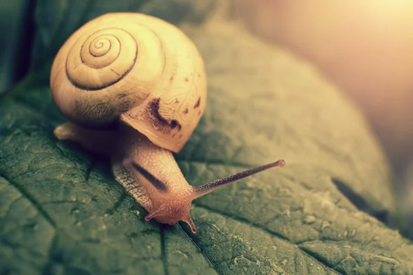 Snail on leaf close up — Stock Photo, Image