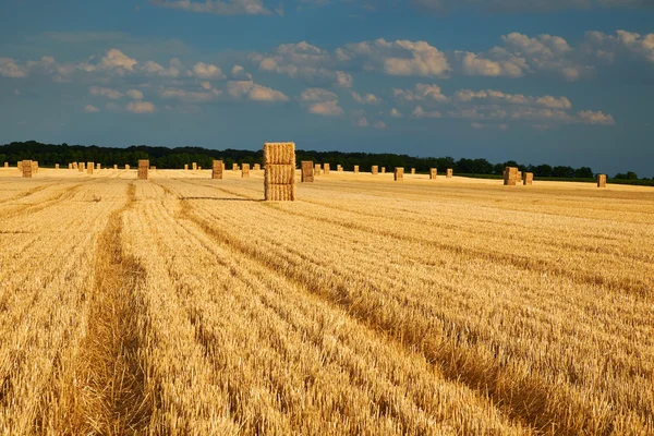 Alandaki sarı haystacks — Stok fotoğraf