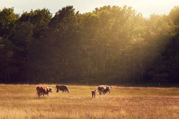 Koeien grazen in het weiland — Stockfoto