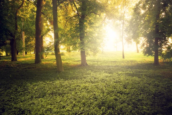Sun's rays and trees — Stock Photo, Image