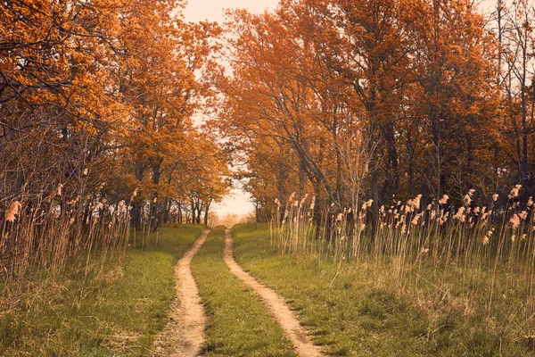 Camino en el bosque otoñal —  Fotos de Stock