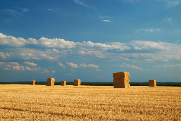 Gele hooibergen in het veld — Stockfoto