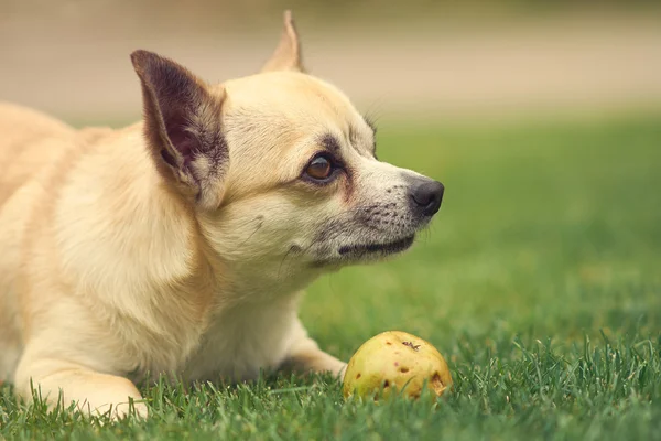 Cane carino Chihuahua — Foto Stock