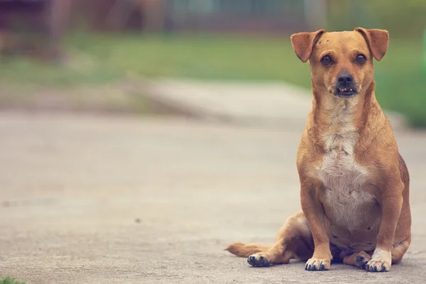 Leuke hond close-up — Stockfoto