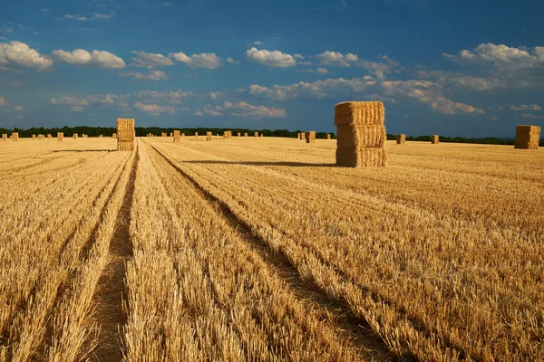 Sárga haystacks területén — Stock Fotó