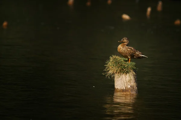 Eend in haar habitat close-up — Stockfoto