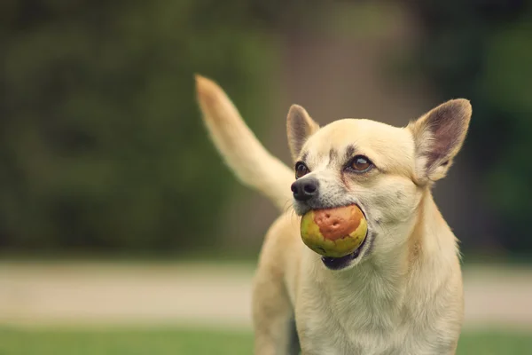 Cane carino Chihuahua — Foto Stock