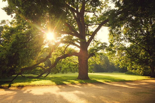 Viejo árbol grande — Foto de Stock