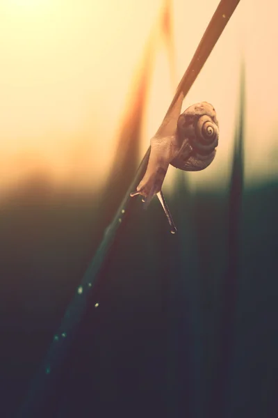 Snail on leaf close up — Stock Photo, Image