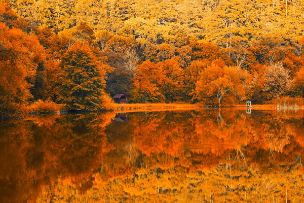 Trees reflected in a lake — Stock Photo, Image