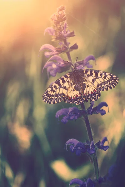 Borboleta na planta de perto — Fotografia de Stock