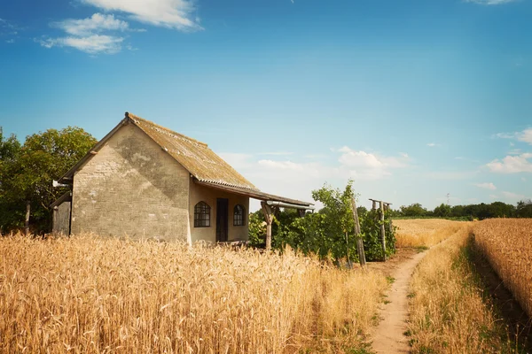 Casa en un campo de trigo — Foto de Stock
