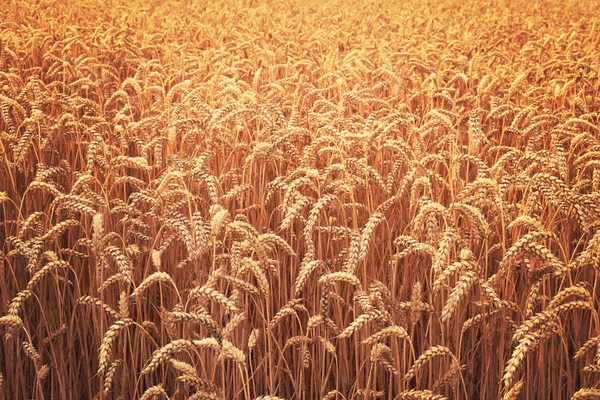 Ripe wheat field — Stock Photo, Image