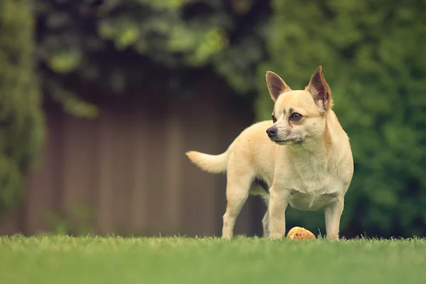 Roztomilý pes Chihuahua — Stock fotografie