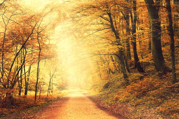 Chemin dans la forêt — Photo