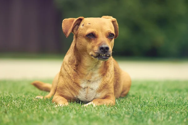 Roztomilý pes zblízka — Stock fotografie