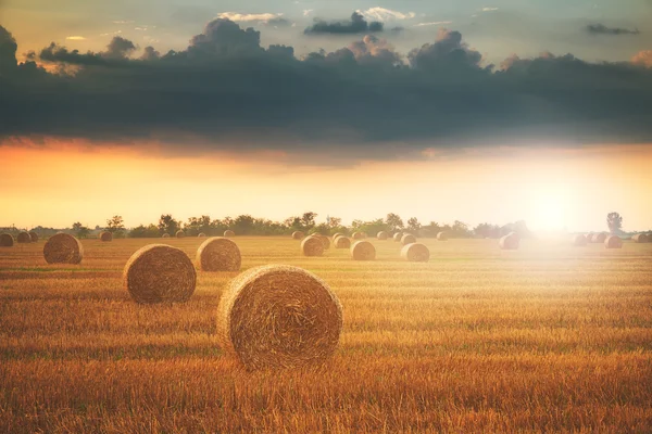 Bales on the field at sunset — Stock Photo, Image