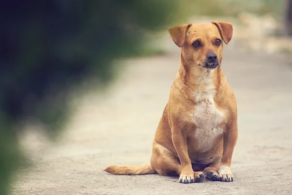 Cute dog close up — Stock Photo, Image