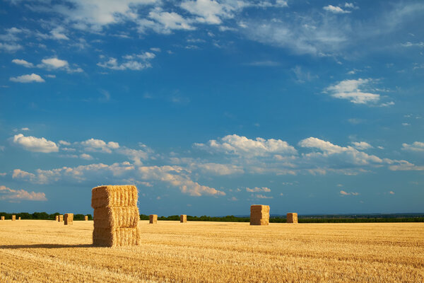 Yellow haystacks in the field