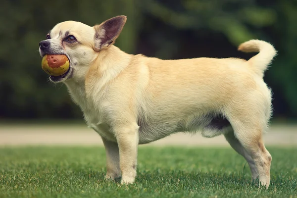 Ładny pies Chihuahua — Zdjęcie stockowe