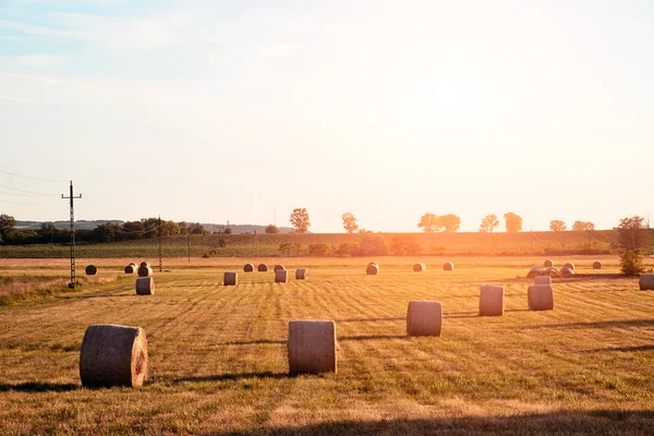Bales on the field at sunset — Stock Photo, Image