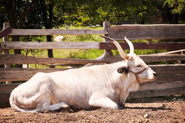 Bull lying outdoors — Stock Photo, Image