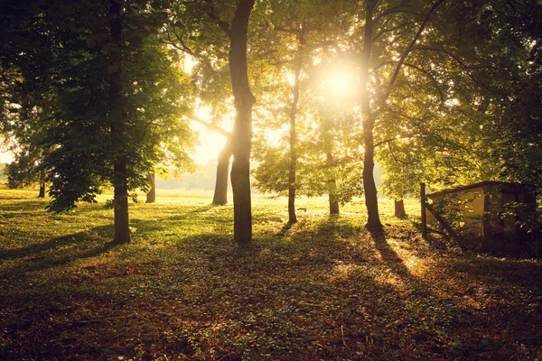 Razele soarelui și copacii — Fotografie, imagine de stoc