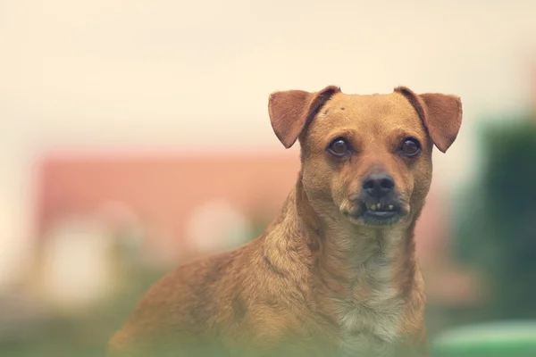 Cute dog close up — Stock Photo, Image