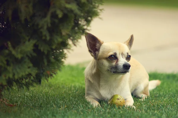 Cane carino Chihuahua — Foto Stock