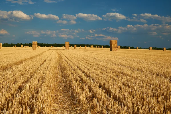 Yellow haystacks in the field — Stock Photo, Image