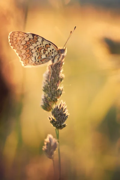 Borboleta na planta de perto — Fotografia de Stock