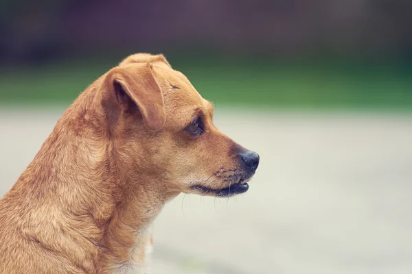 Ładny pies z bliska — Zdjęcie stockowe