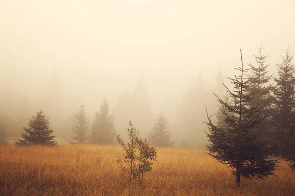 Beautiful foggy field — Stock Photo, Image