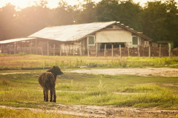 Фермерское поле и чёрная собака — стоковое фото