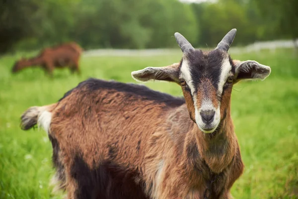 Goat on a meadow close up — Stock Photo, Image